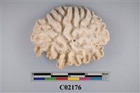 藏品(珊瑚化石)的圖片